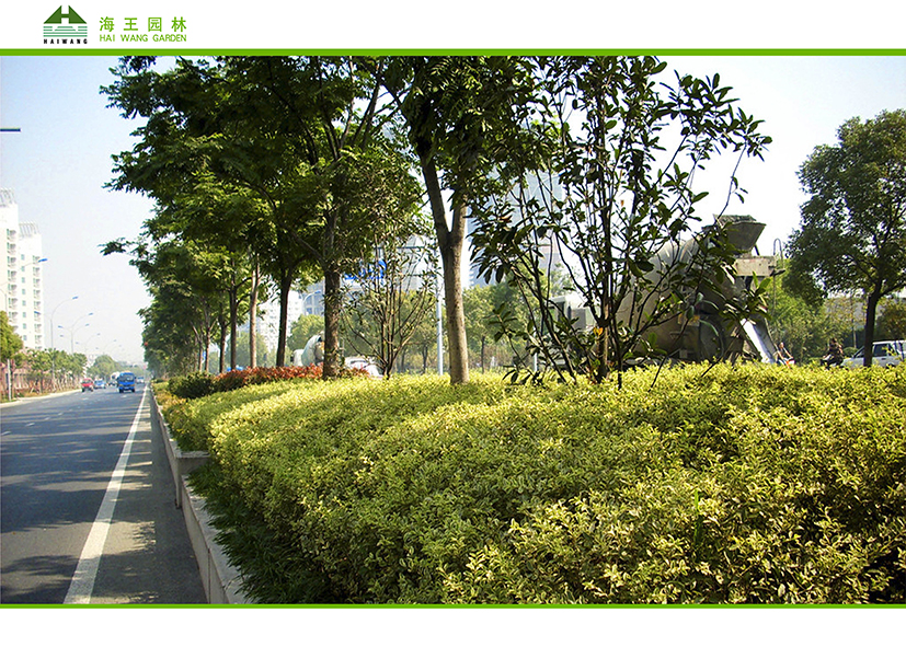鳳凰路